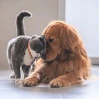 Hight Veterinary Hospital ico