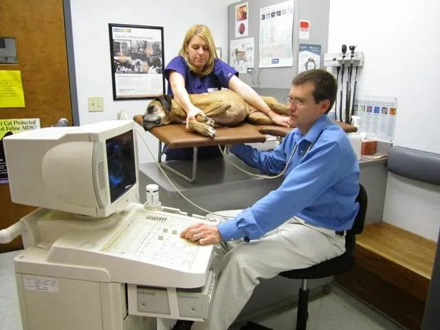 Hight Veterinary Hospital Picture 8