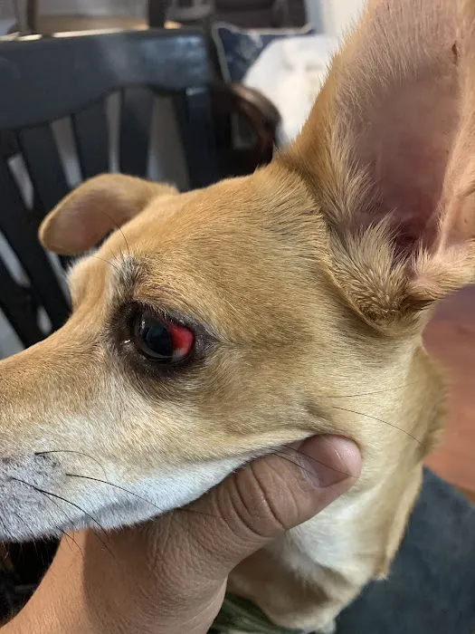 Banfield Pet Hospital Picture 5