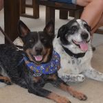 Mallard Creek Animal Hospital