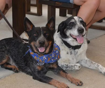 Mallard Creek Animal Hospital