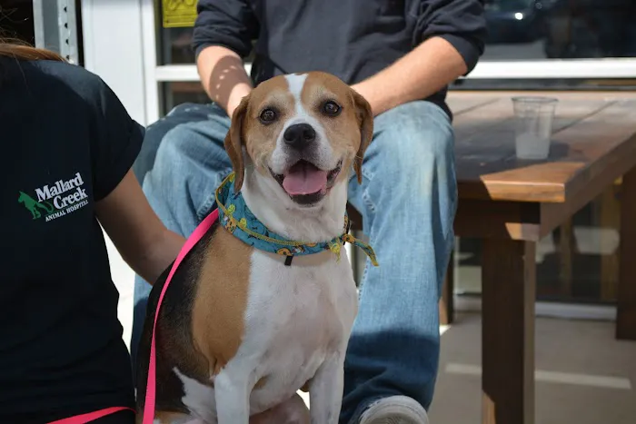Mallard Creek Animal Hospital Picture 6