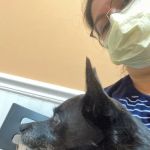 Mallard Creek Animal Hospital: Johnson Rebecca DVM