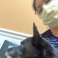 Mallard Creek Animal Hospital: Johnson Rebecca DVM ico