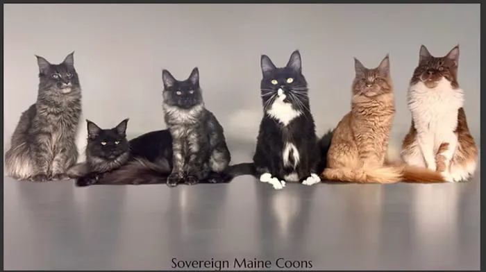 Sovereign Maine Coons Picture 1