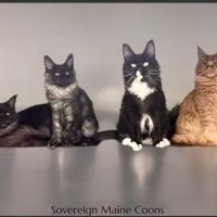Sovereign Maine Coons ico