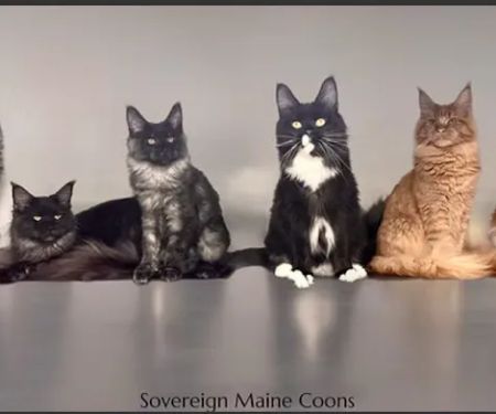 Sovereign Maine Coons