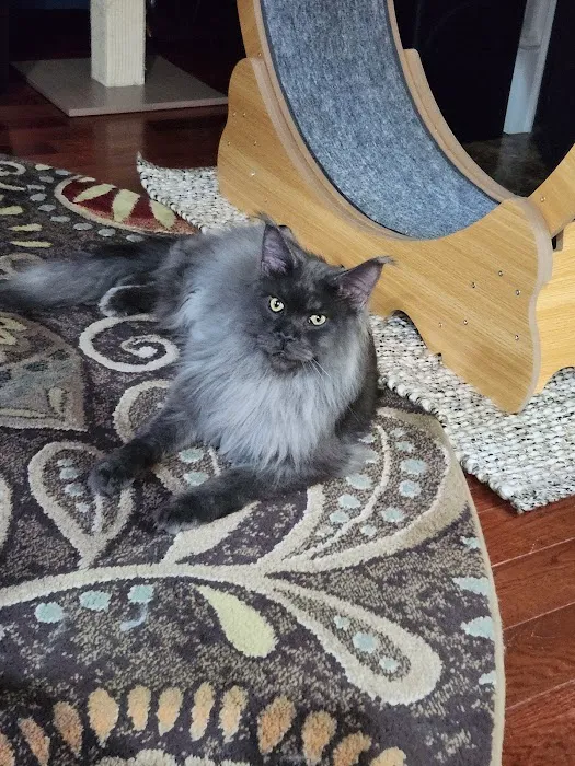 Sovereign Maine Coons Picture 2