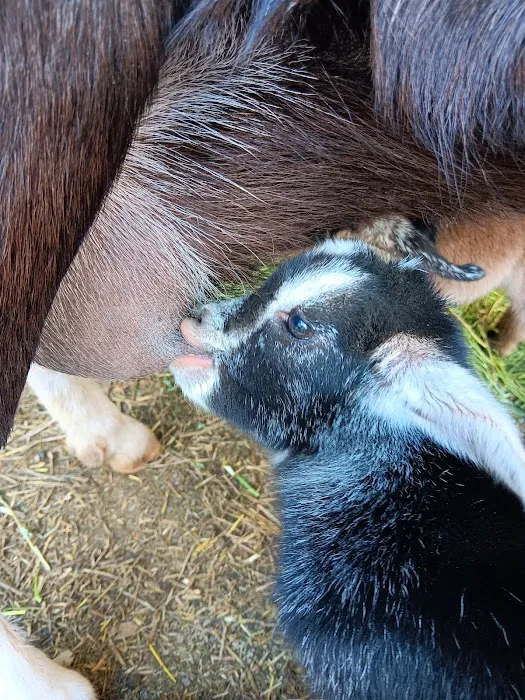 Greenock Farm Veterinary Hospital Picture 5