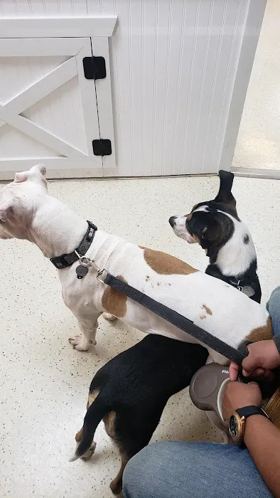 Mint Hill Animal Hospital Picture 7