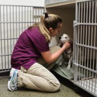Caring Hearts Animal Hospital ico