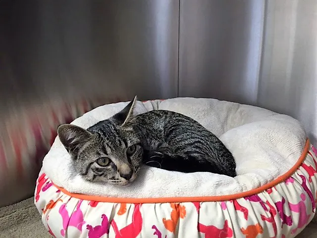 Pinehills Veterinary Hospital Picture 4