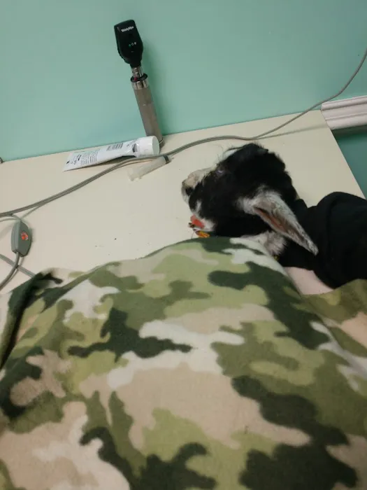 Third Street Veterinary Clinic Picture 6