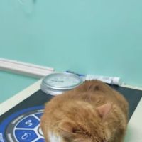 Third Street Veterinary Clinic ico