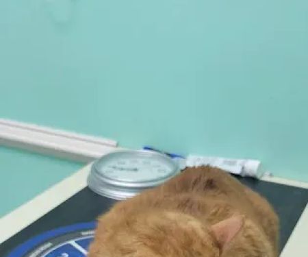 Third Street Veterinary Clinic
