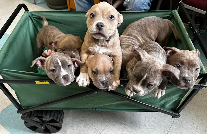 Third Street Veterinary Clinic Picture 7