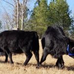 Tri County Veterinary Services Pa: Wells T DVM