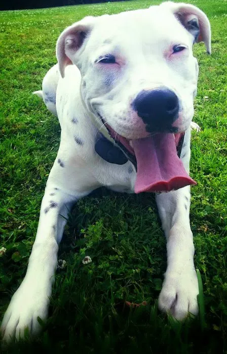 Tri County Veterinary Service Picture 10