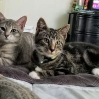 Tri County Veterinary Service ico