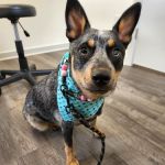 Hill Creek Veterinary Hospital