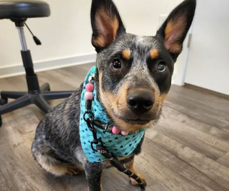 Hill Creek Veterinary Hospital