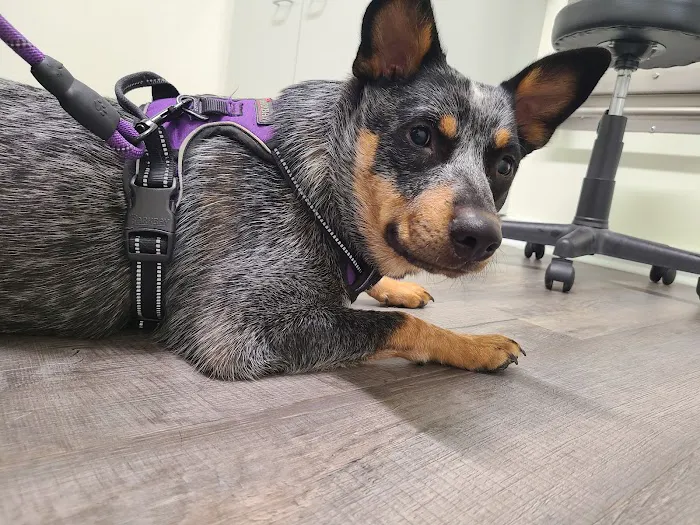 Hill Creek Veterinary Hospital Picture 3
