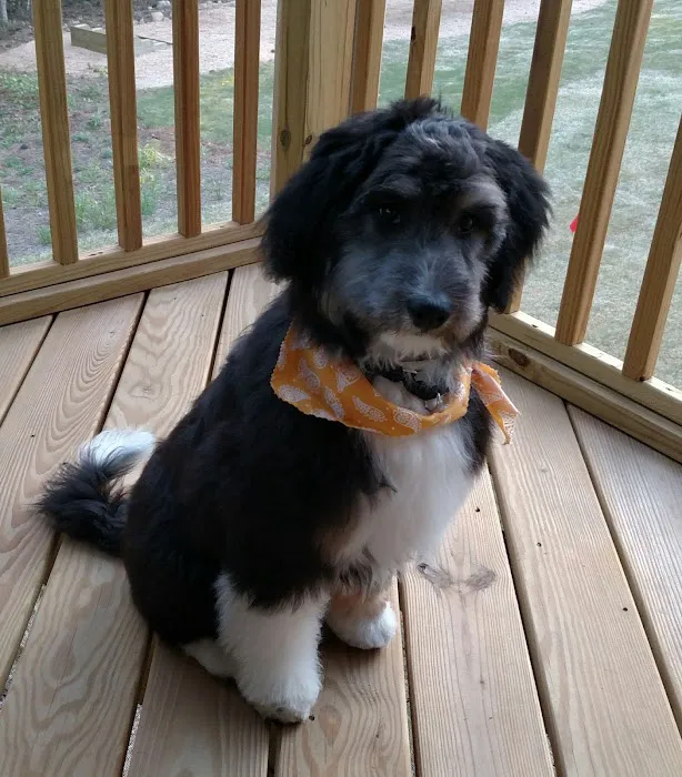 Jordan Lake Animal Hospital Picture 2