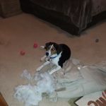 Jordan Lake Animal Hospital