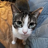 Pittsboro Animal Hospital ico
