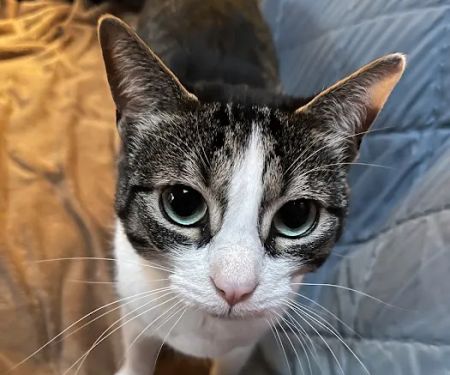 Pittsboro Animal Hospital