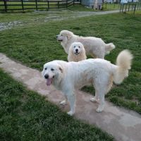 Hope Crossing Animal Hospital ico