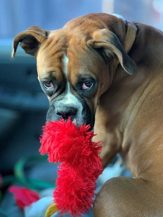 Hope Crossing Animal Hospital Picture 9