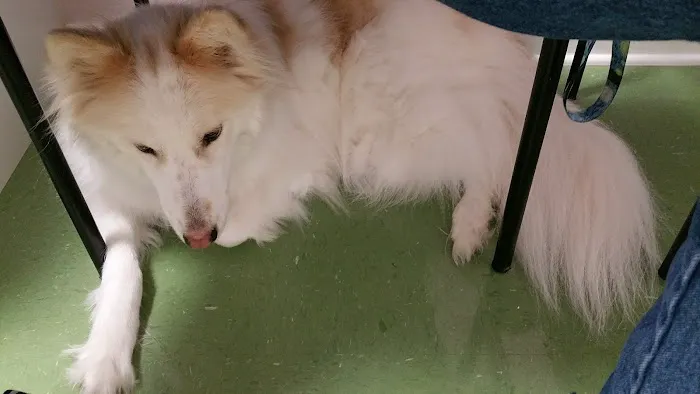 Hope Crossing Animal Hospital Picture 8