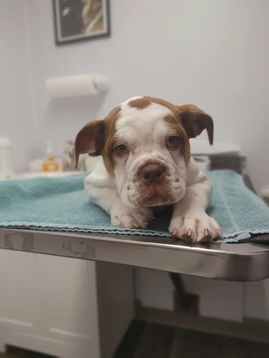 West Pine Animal Hospital and Pet Resort Picture 5