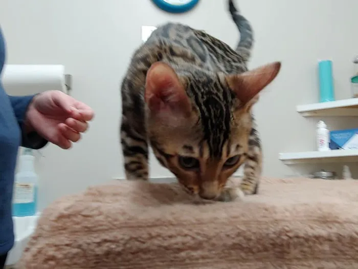 West Pine Animal Hospital and Pet Resort Picture 10