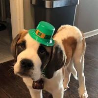 West Pine Animal Hospital and Pet Resort ico
