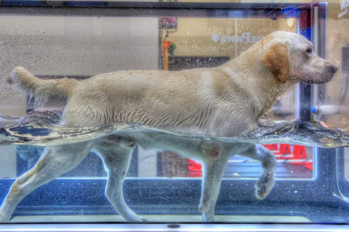 Vanguard Veterinary Hospital Picture 1