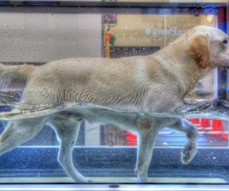 Vanguard Veterinary Hospital