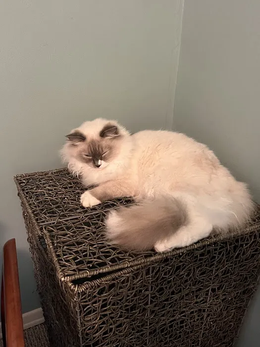 RocknRed Ragdolls Picture 5