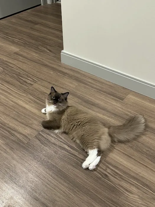RocknRed Ragdolls Picture 6