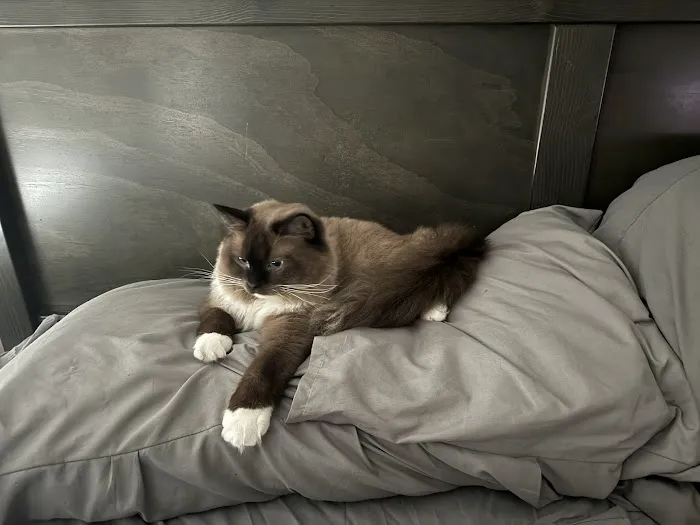 RocknRed Ragdolls Picture 3