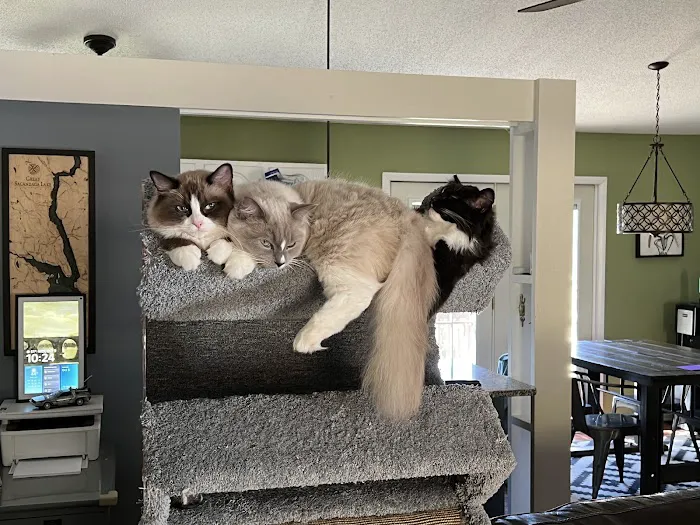 RocknRed Ragdolls Picture 4