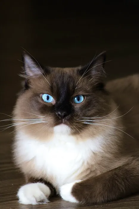RocknRed Ragdolls Picture 1