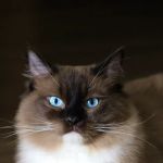 RocknRed Ragdolls