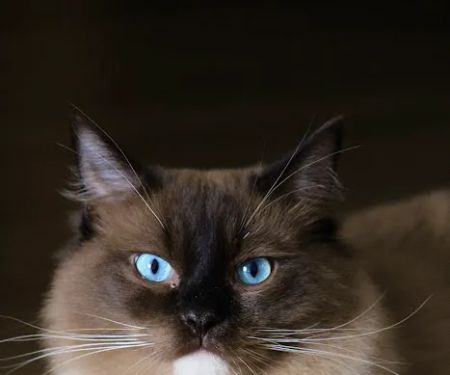 RocknRed Ragdolls
