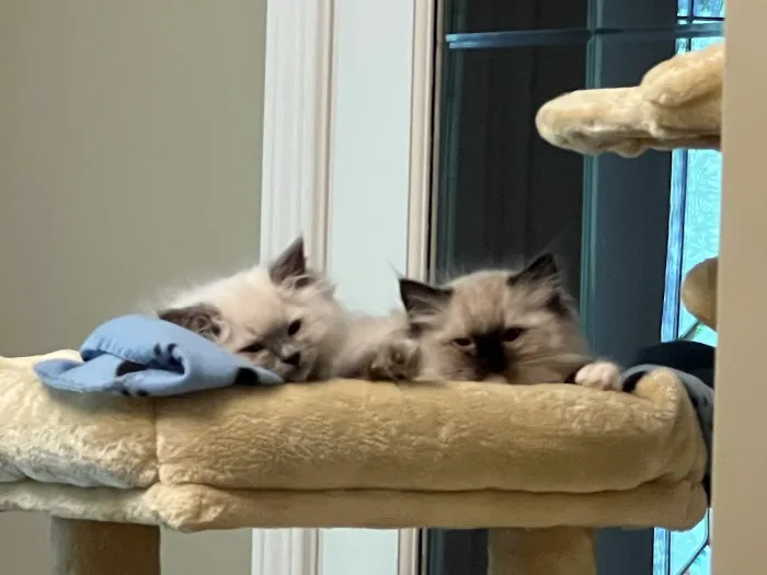 RocknRed Ragdolls Picture 8
