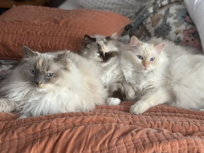 RocknRed Ragdolls Picture 9