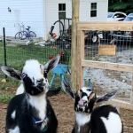 Foothills Animal Hospital