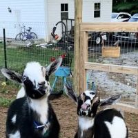 Foothills Animal Hospital ico