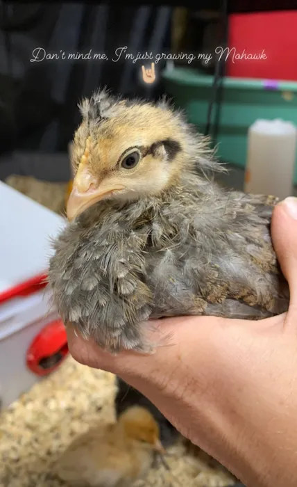 Foothills Animal Hospital Picture 9